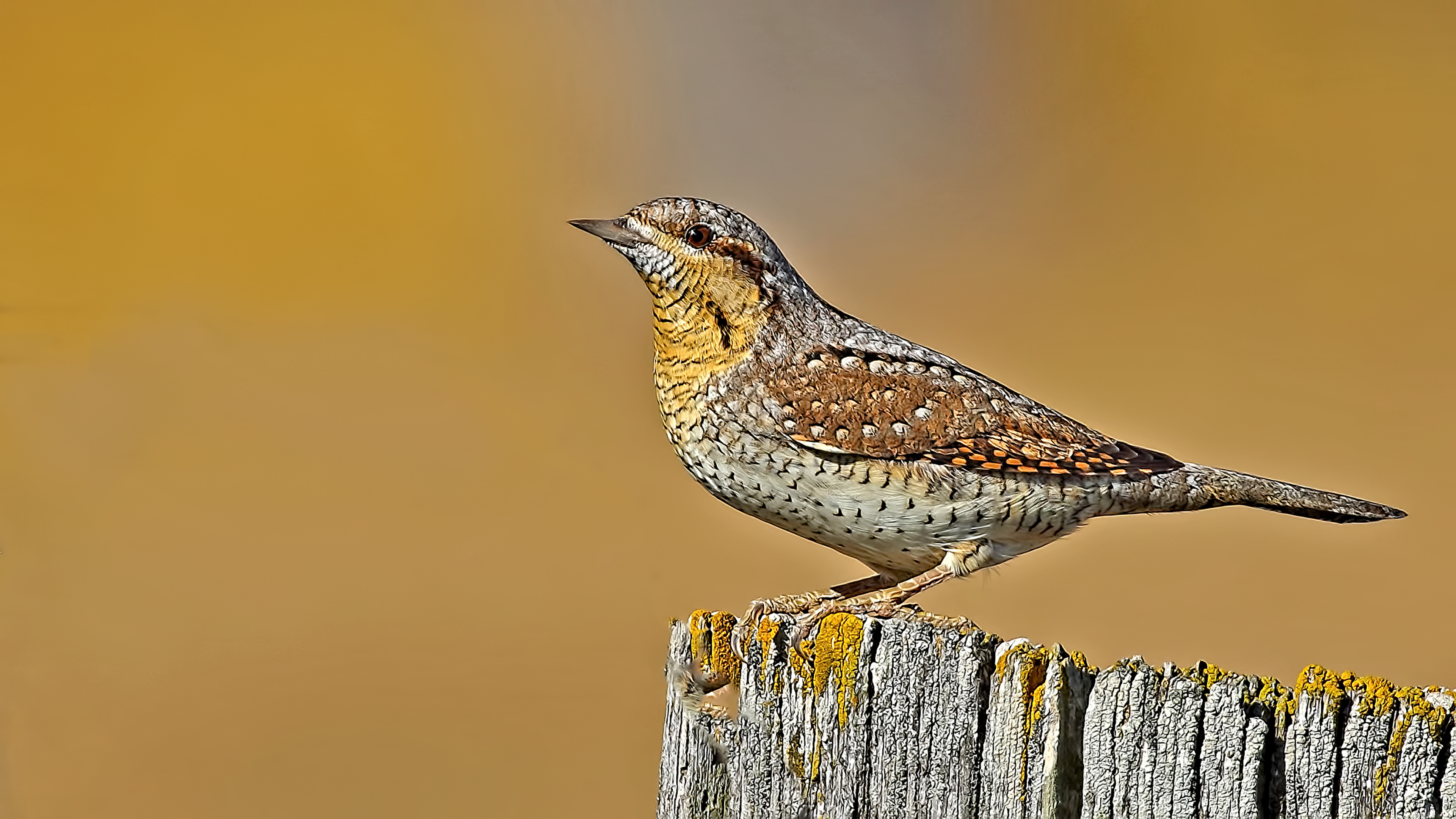 Eurasian Wryneck